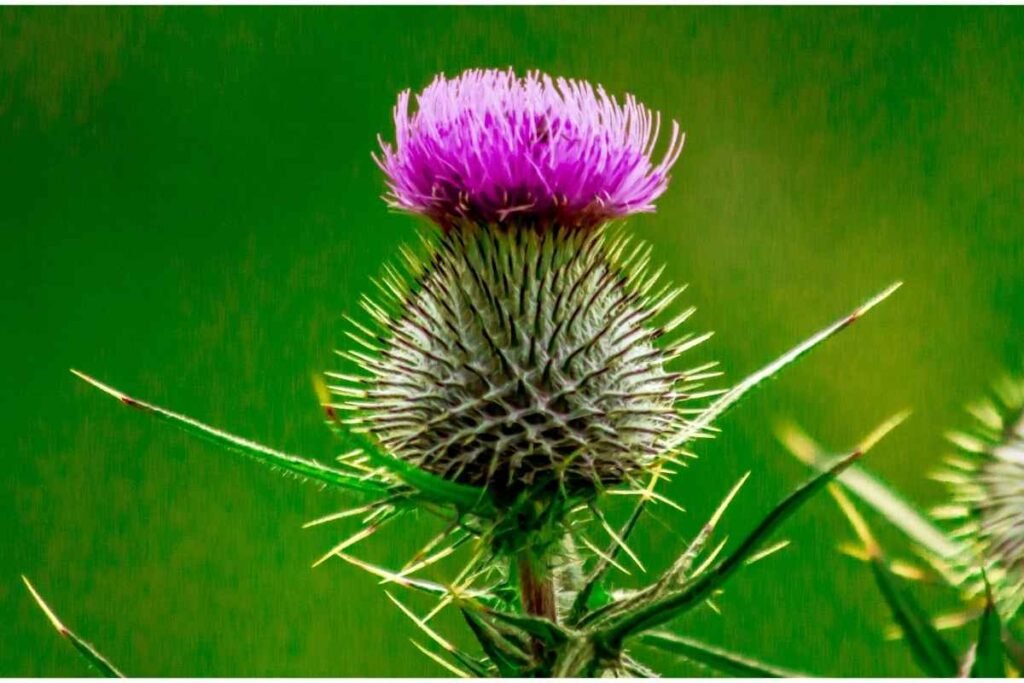 Milk thistle