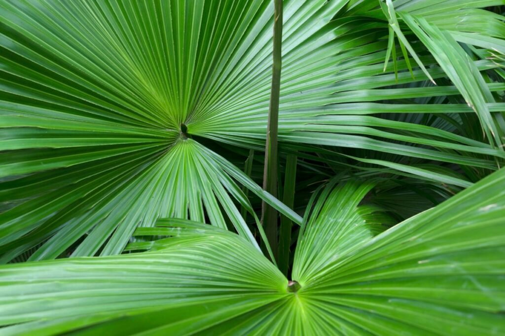 Saw Palmetto